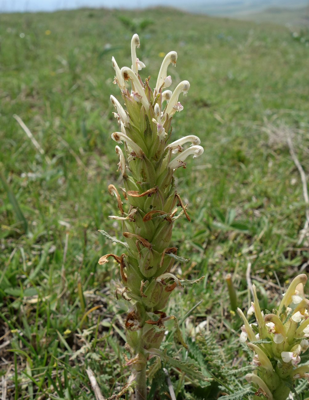 Изображение особи Pedicularis pubiflora.