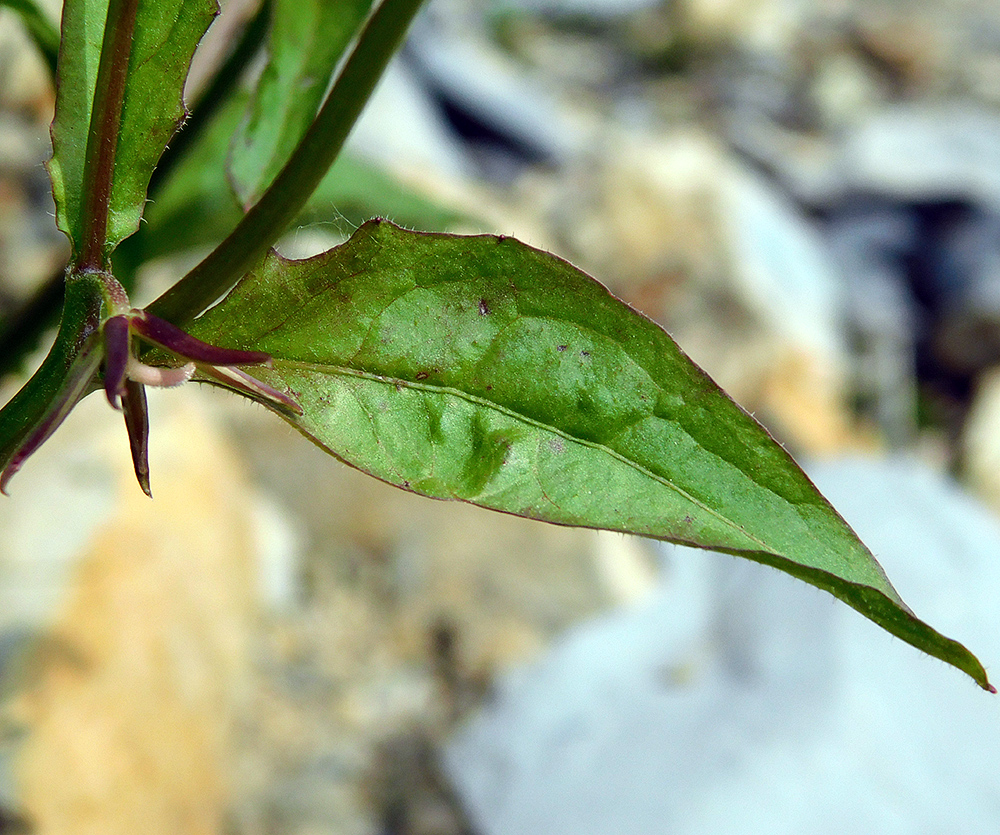 Image of Rhagadiolus edulis specimen.