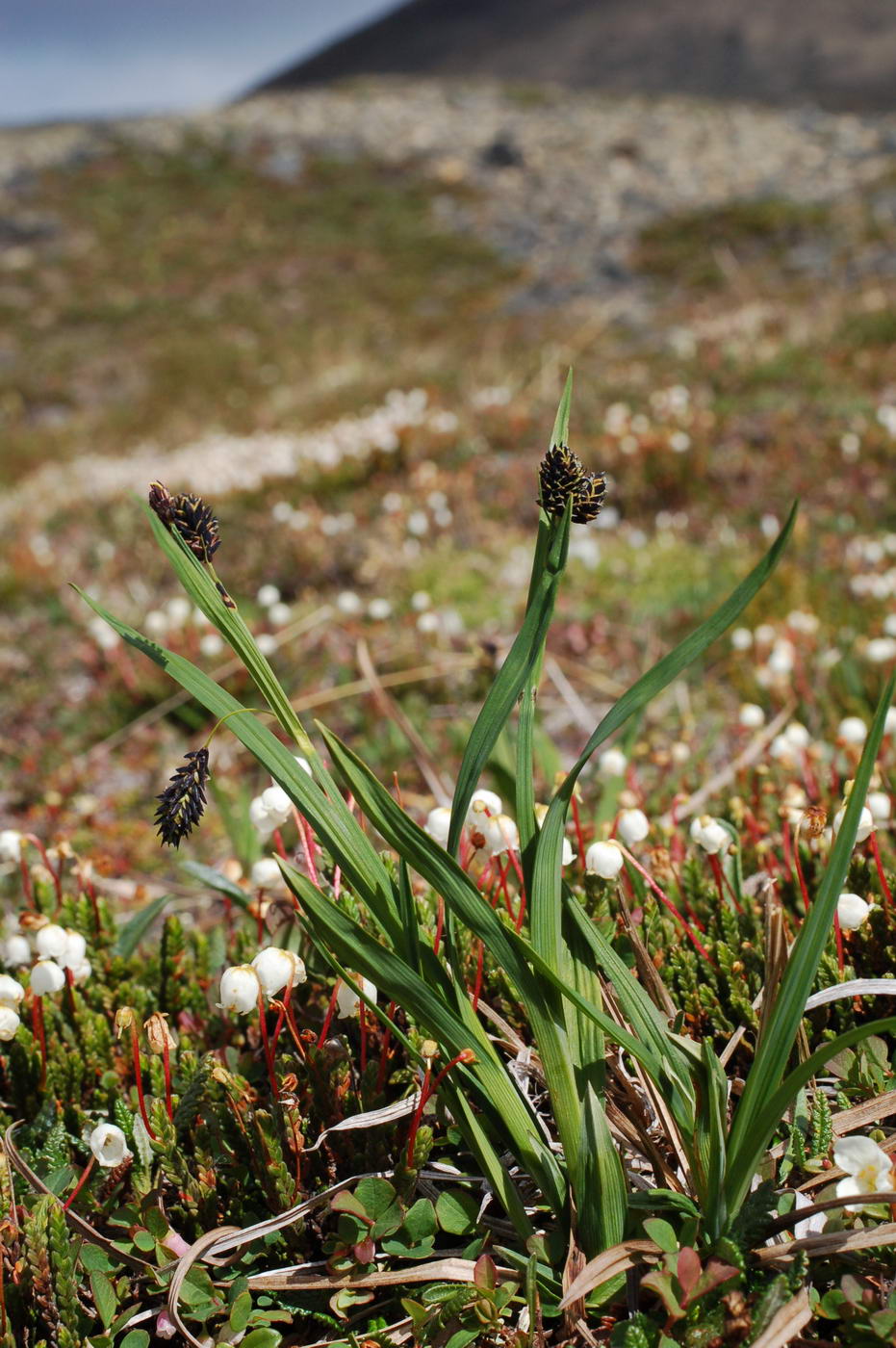 Image of Carex atrofusca specimen.