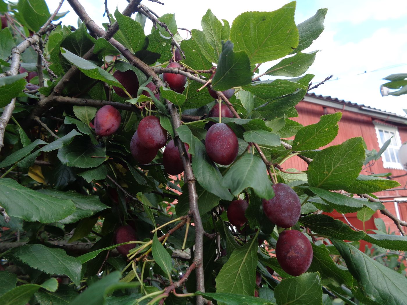 Image of Prunus domestica specimen.