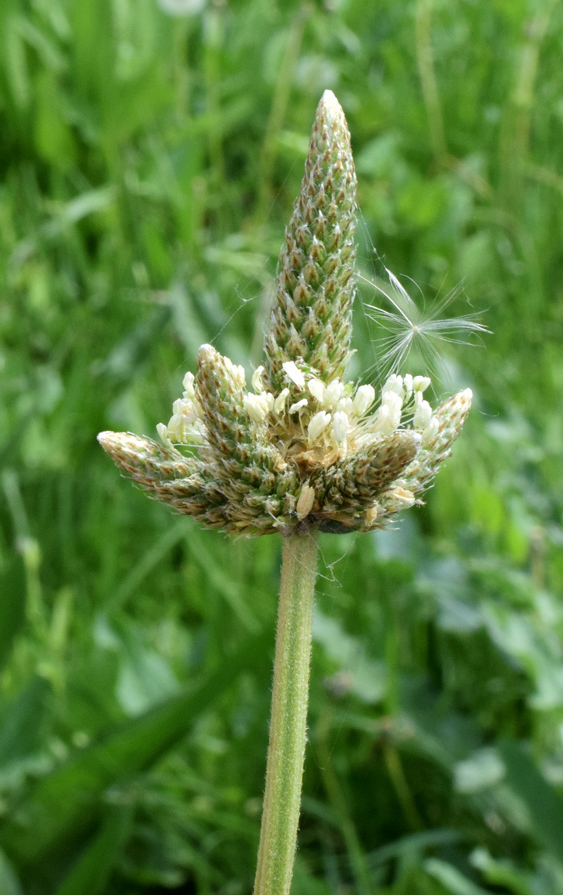 Изображение особи Plantago lanceolata.