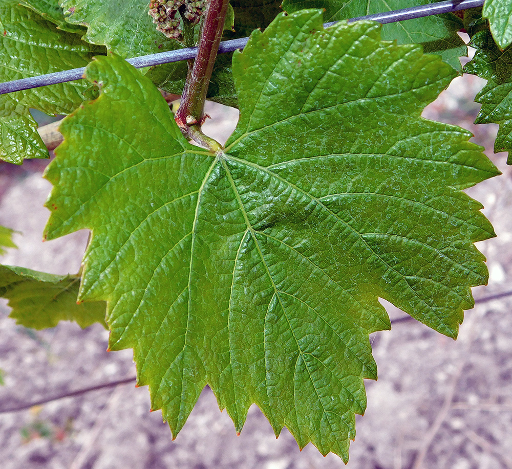 Image of Vitis vinifera specimen.