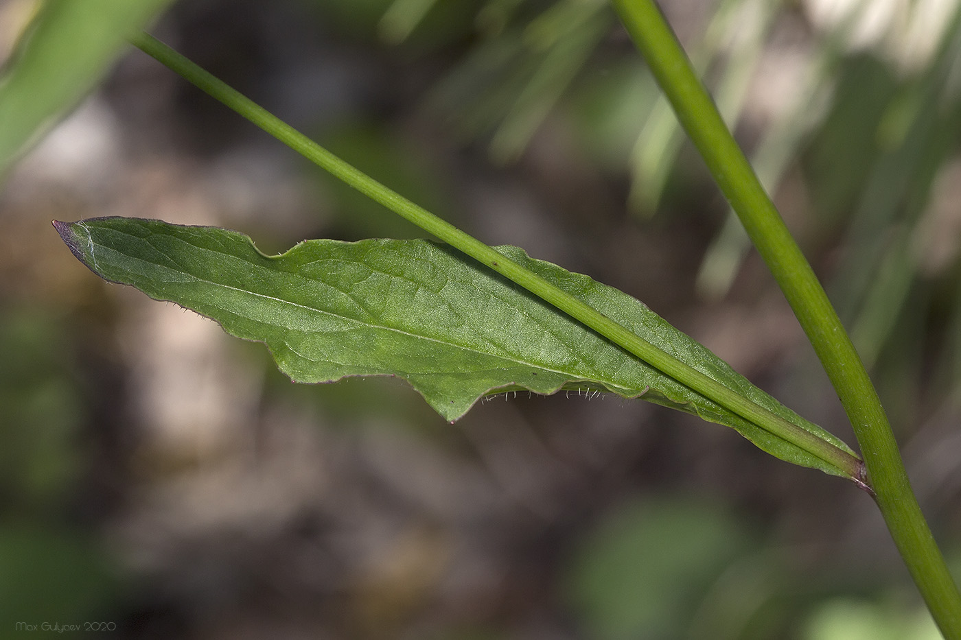 Image of Crepis pulchra specimen.