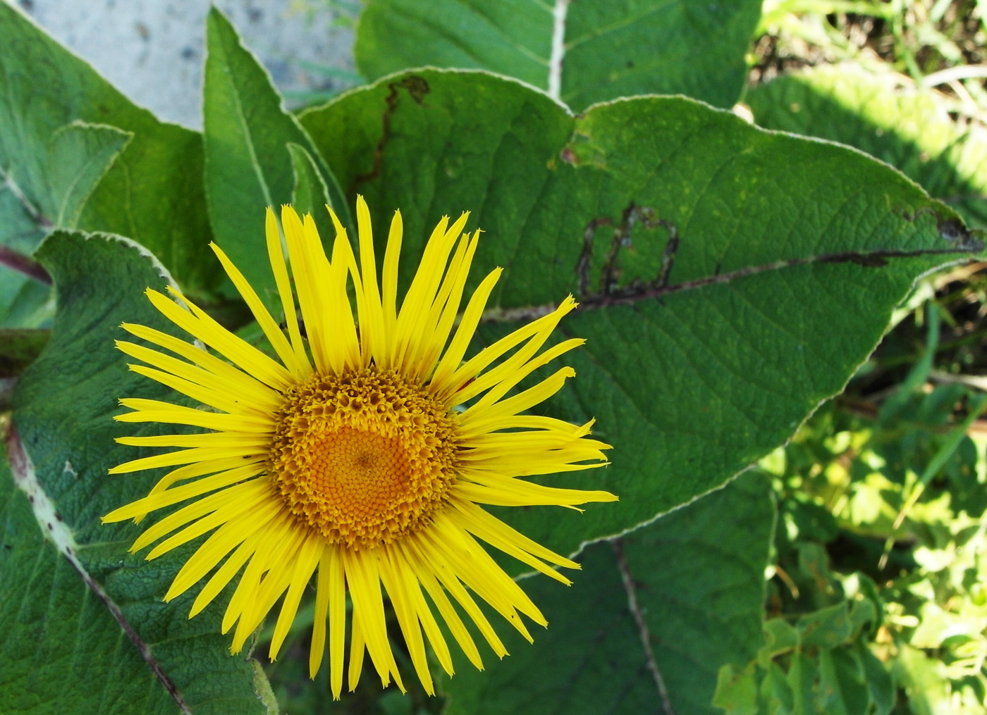 Image of Inula helenium specimen.