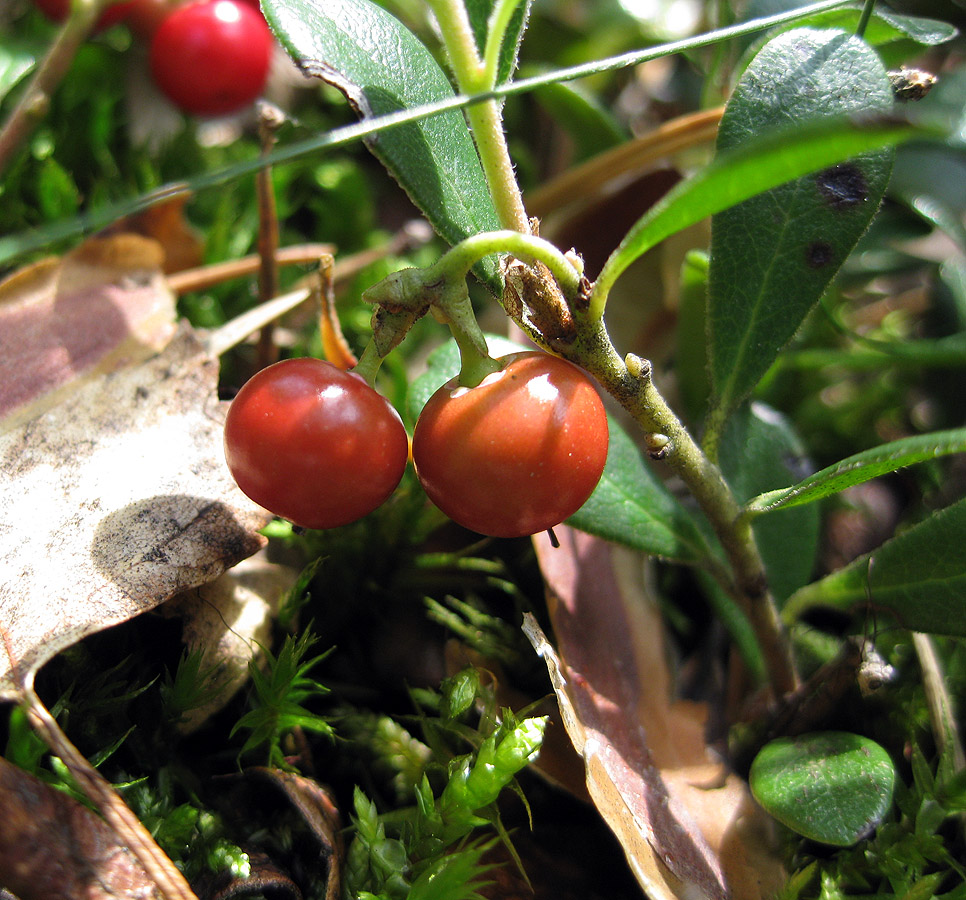 Изображение особи Arctostaphylos uva-ursi.