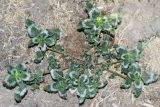 Amaranthus retroflexus. Плодоносящее растение. Узбекистан, г. Ташкент, пос. Улугбек. 05.08.2016.