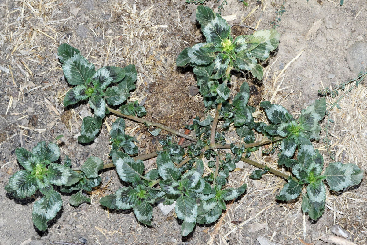 Image of Amaranthus retroflexus specimen.