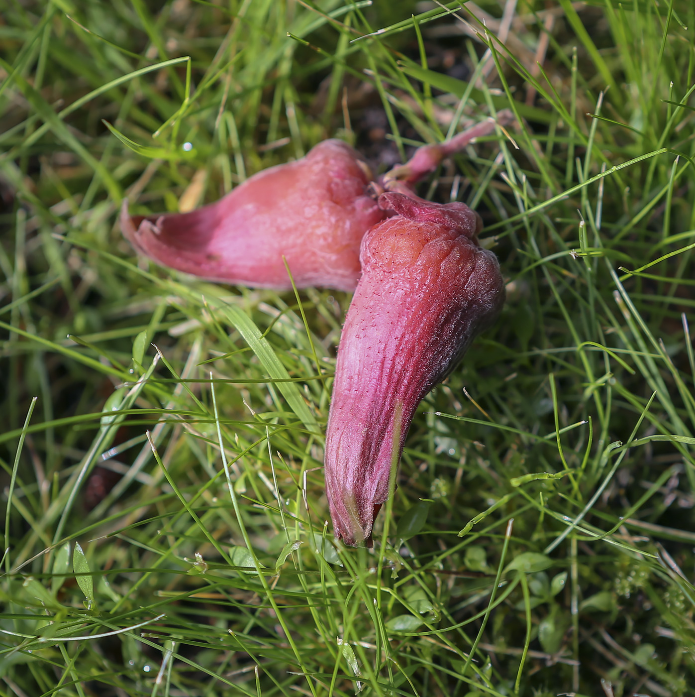 Image of Corylus mandshurica specimen.