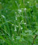 Silene nutans. Верхушка цветущего растения. Иркутская обл., Иркутский р-н, ур. Падь Еловая, смешанный лес. 20.07.2020.