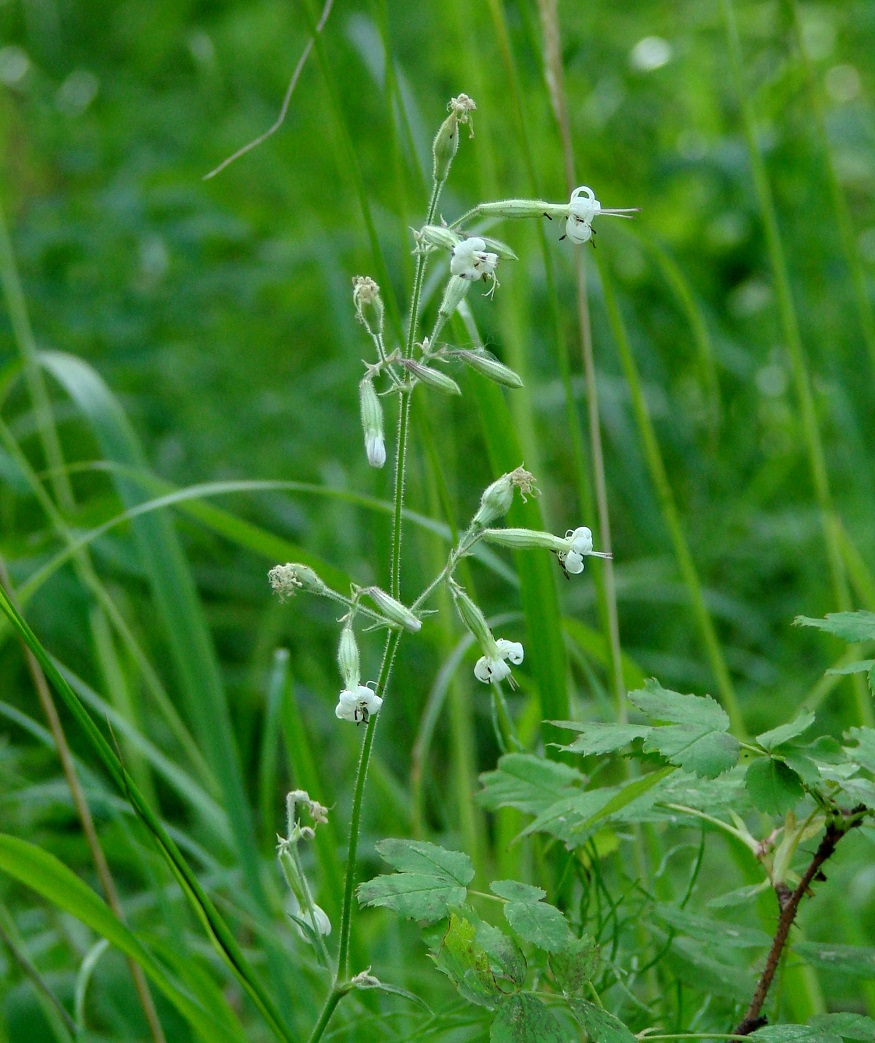 Image of Silene nutans specimen.