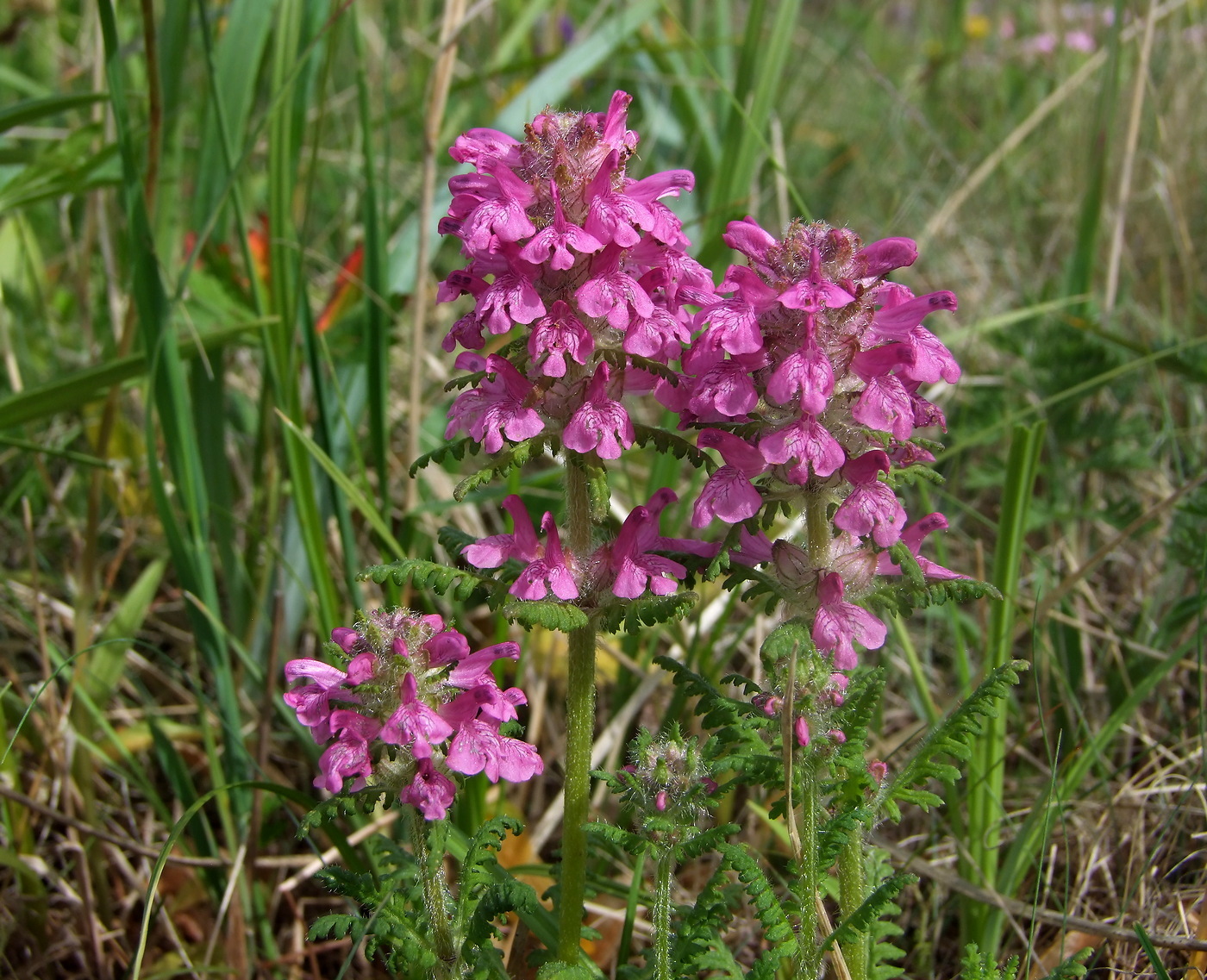 Image of Pedicularis verticillata specimen.