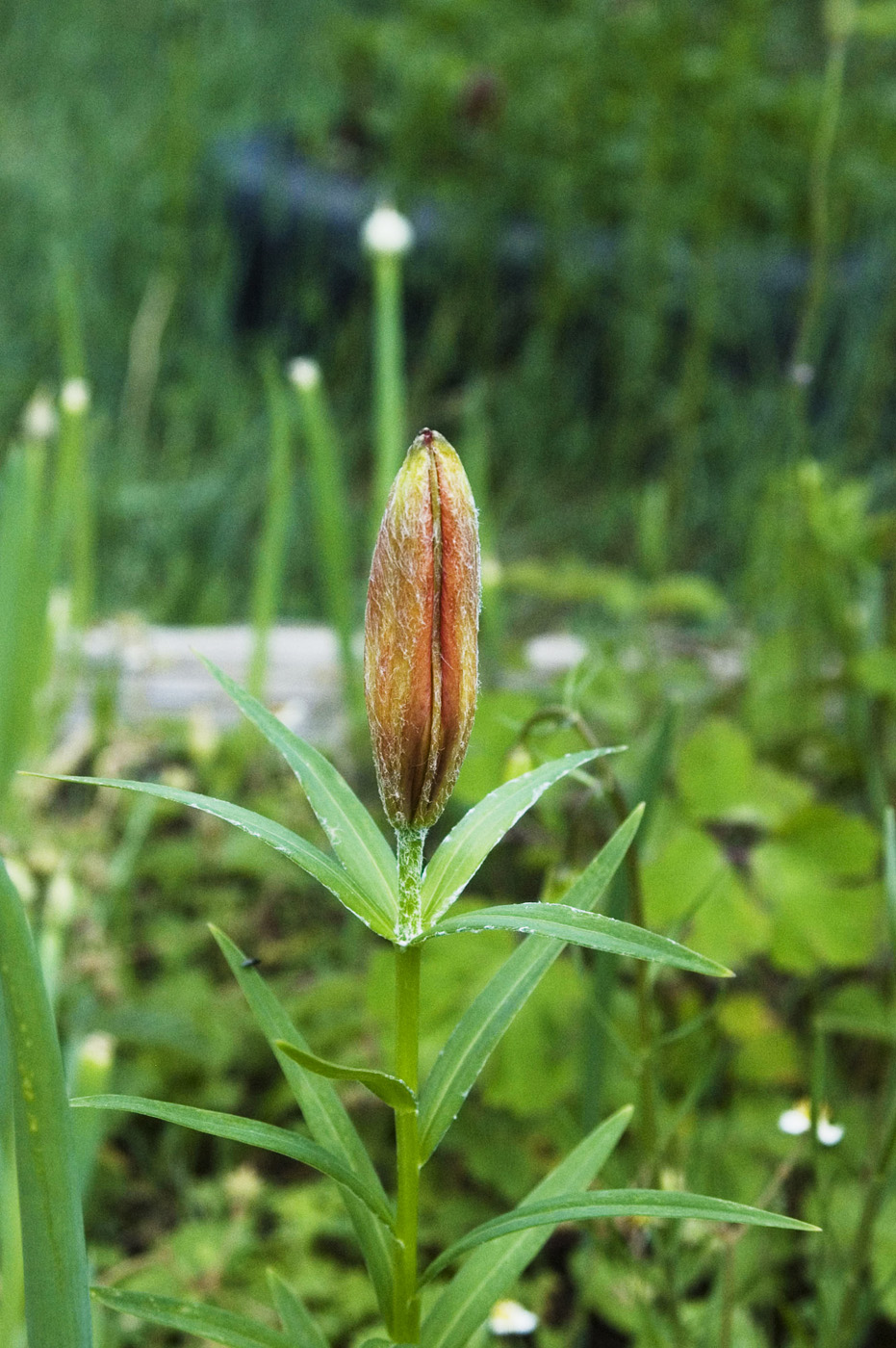 Image of Lilium pensylvanicum specimen.