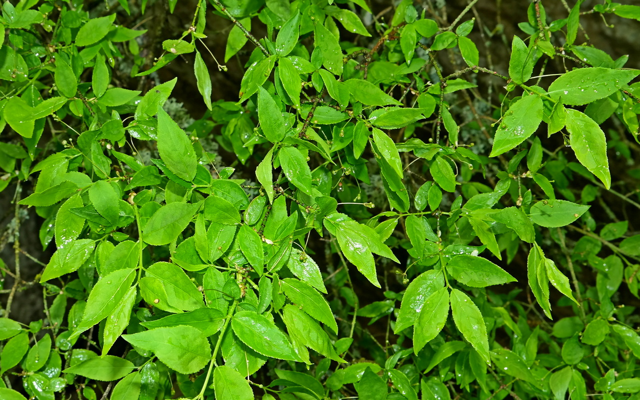 Изображение особи Euonymus verrucosus.