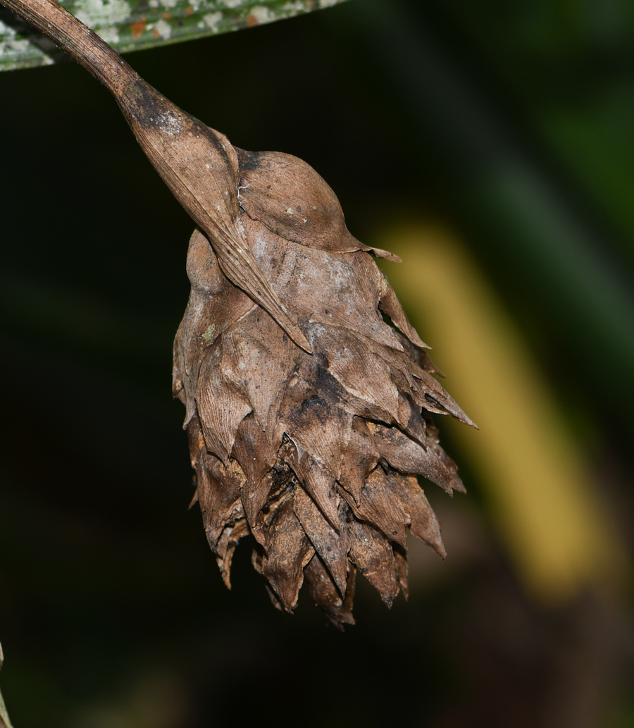 Image of Elleanthus capitatus specimen.