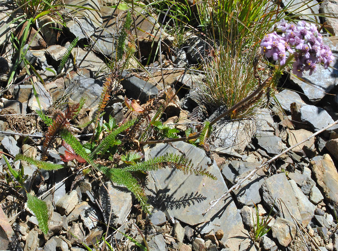 Image of genus Achillea specimen.