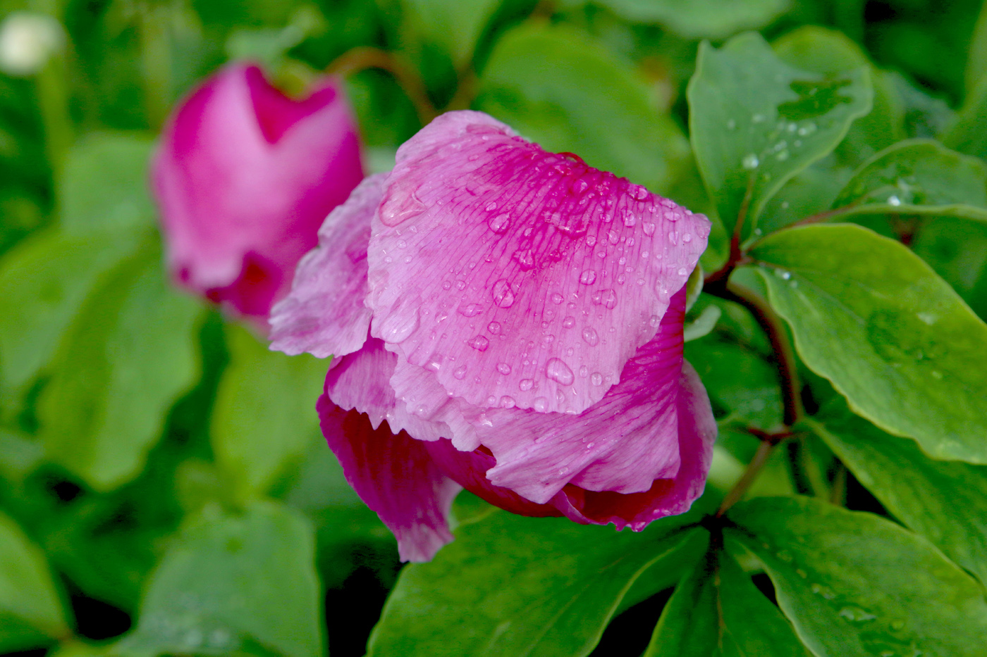 Image of Paeonia daurica specimen.