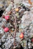 Rosa nanothamnus