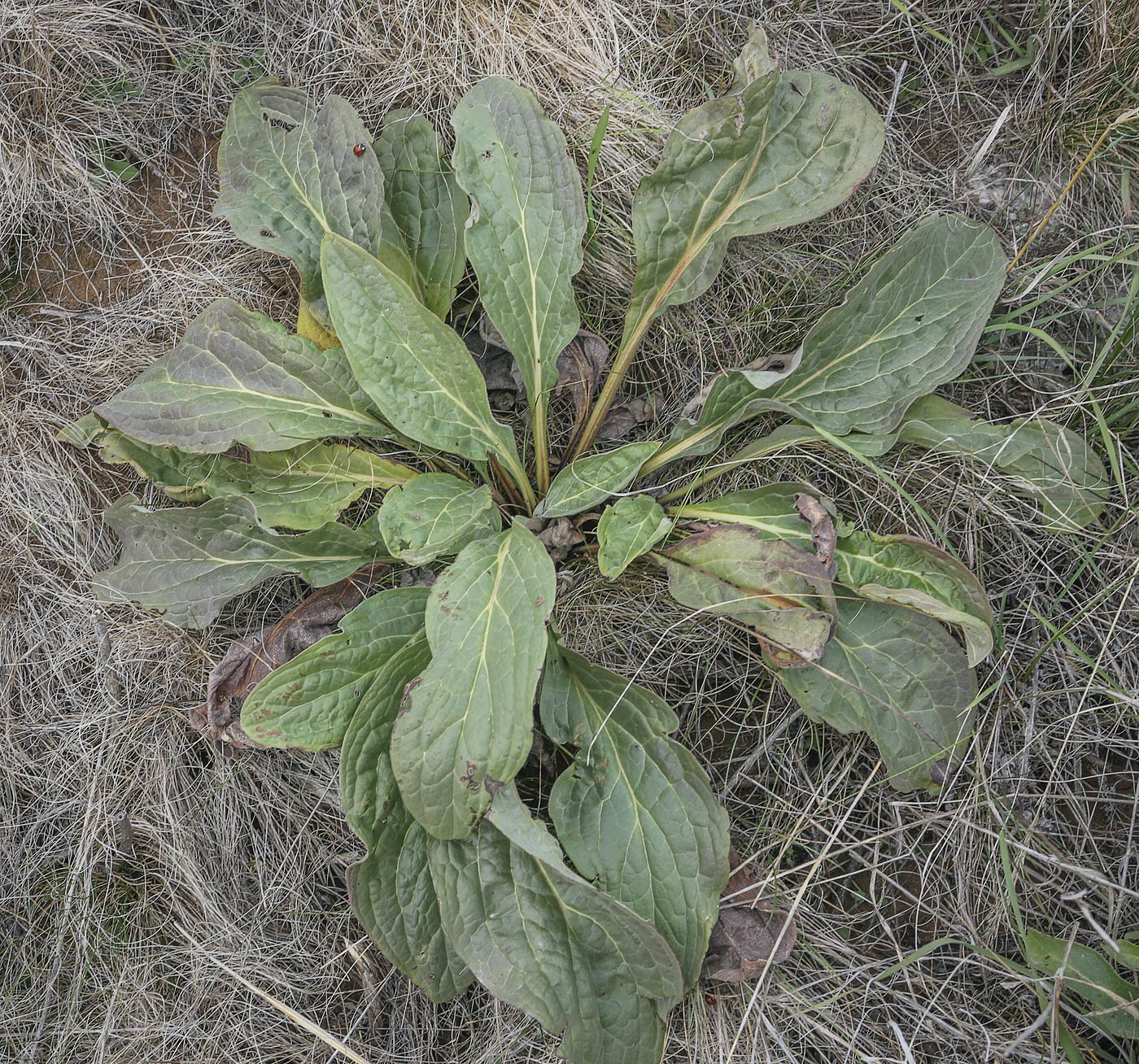 Image of Cynoglossum officinale specimen.