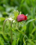 Anemone coronaria