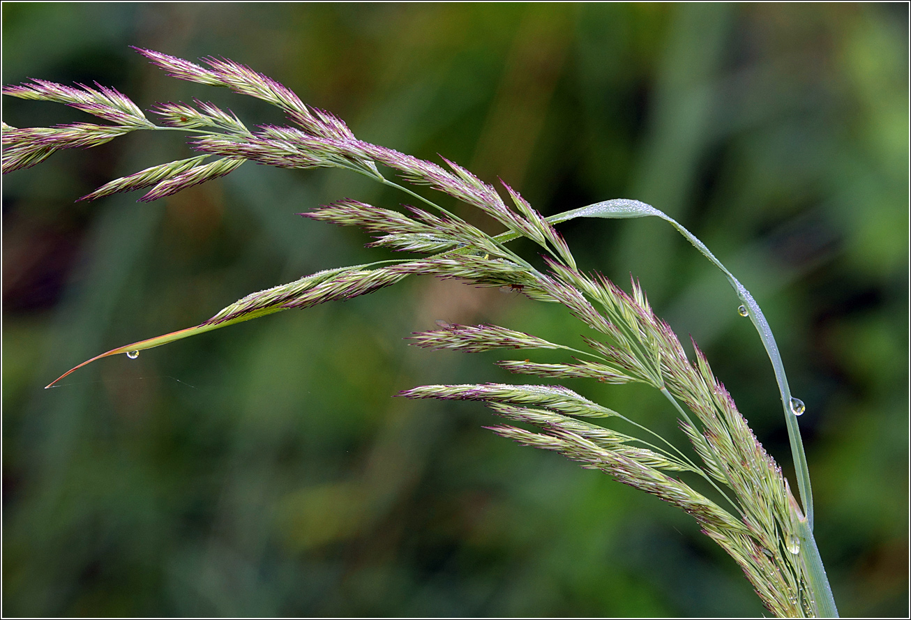 Изображение особи Calamagrostis epigeios.