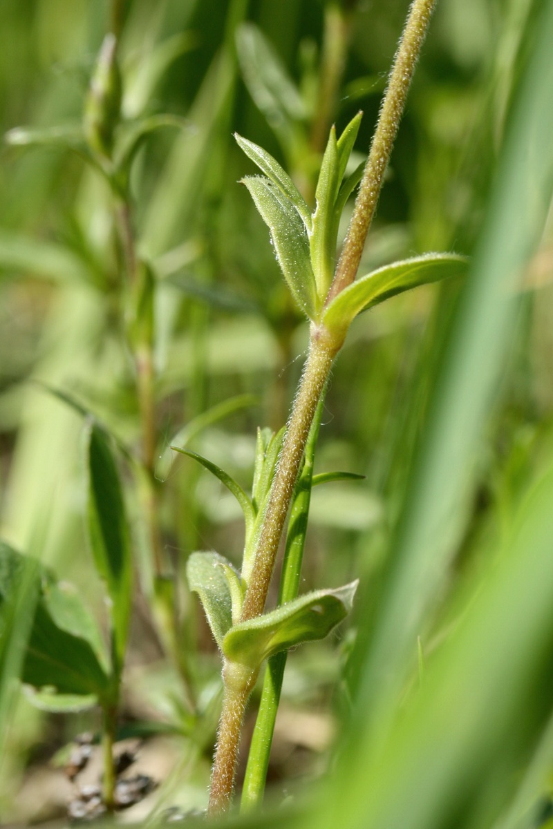 Image of Cerastium arvense specimen.