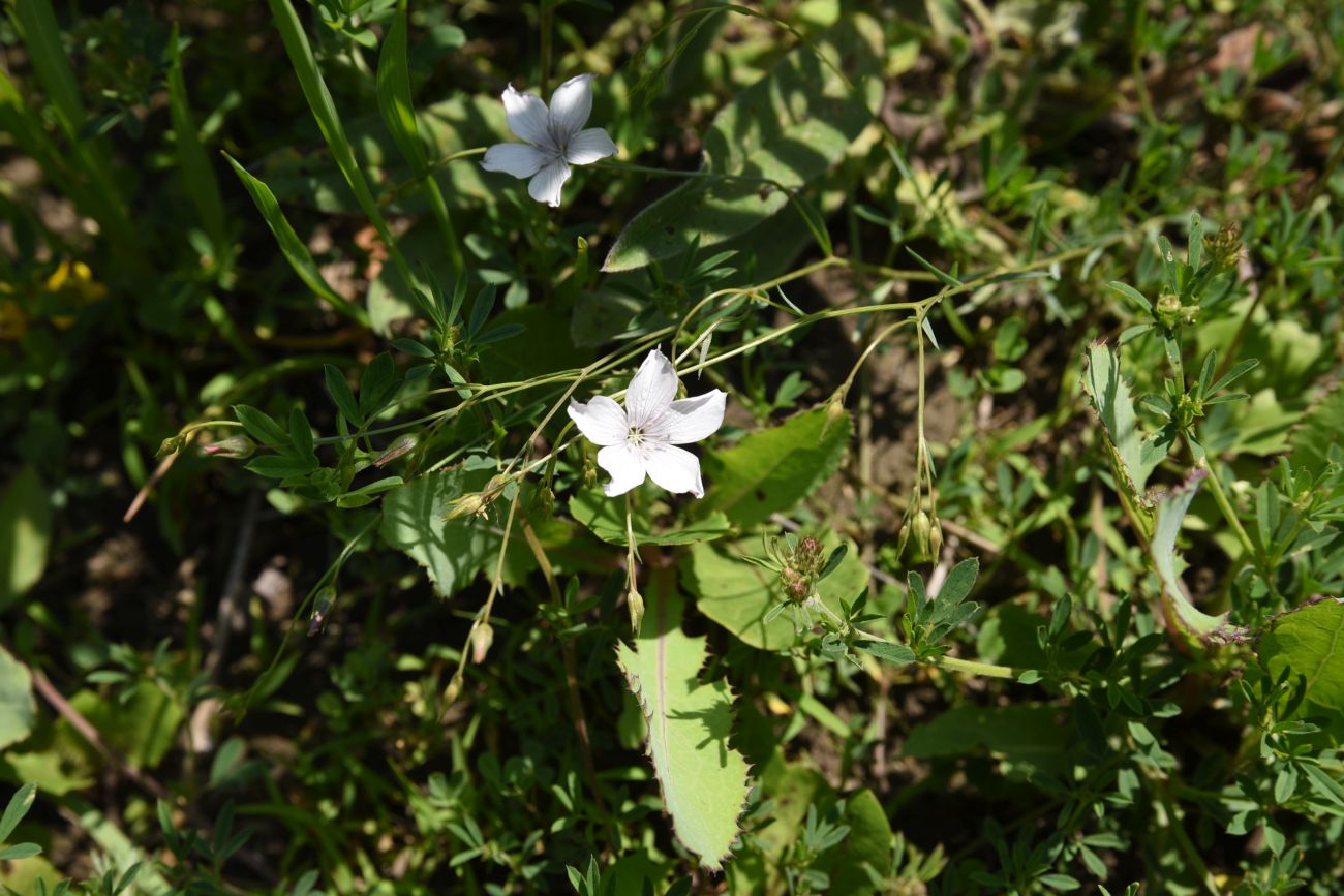 Image of Linum tenuifolium specimen.