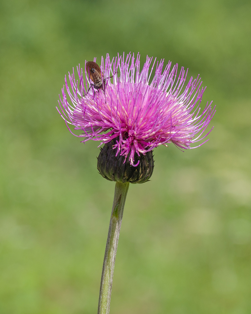 Изображение особи Cirsium dealbatum.