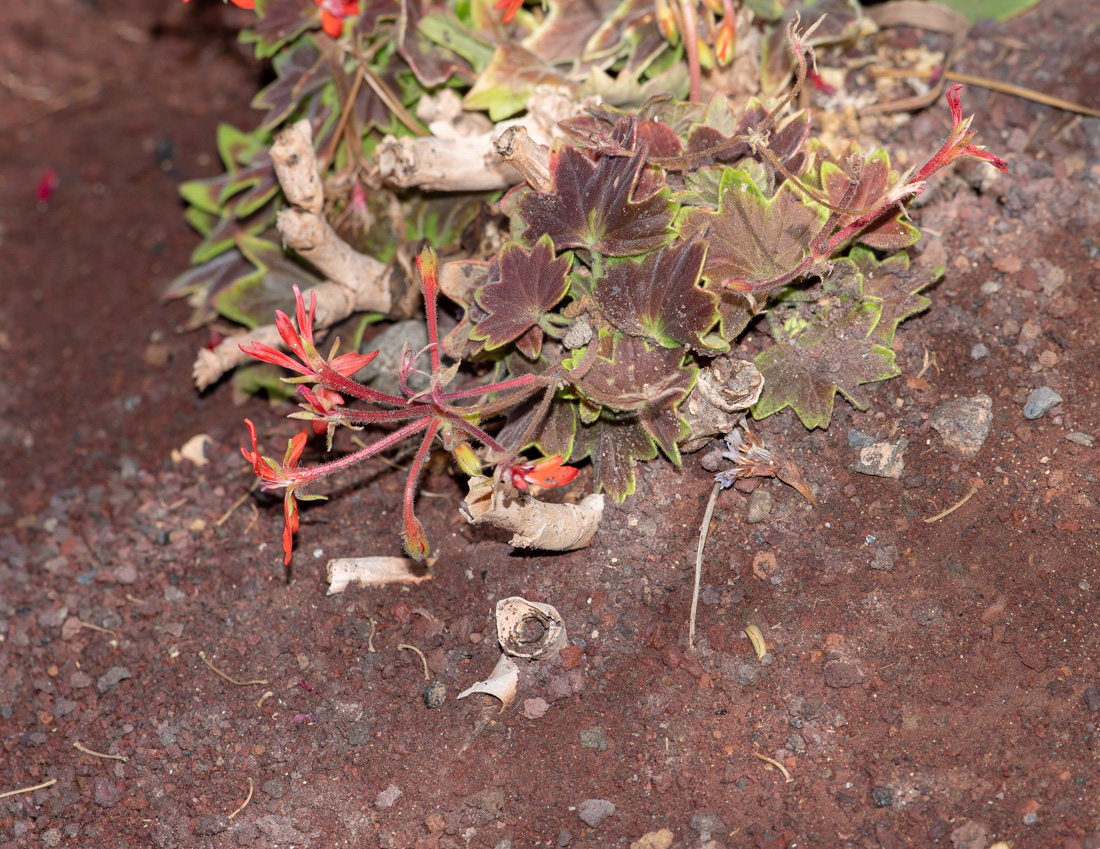 Image of genus Pelargonium specimen.