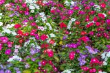 Catharanthus roseus. Цветущие растения. Израиль, г. Бат-Ям, в культуре, на клумбе. 09.10.2022.