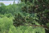 Pinus sylvestris. Ветви с шишками разной степени зрелости. Хакасия, Бейский р-н, высокий берег р. Абакан, обрывистый луговой склон с Cotoneaster melanocarpus и Betula. 12.06.2022.