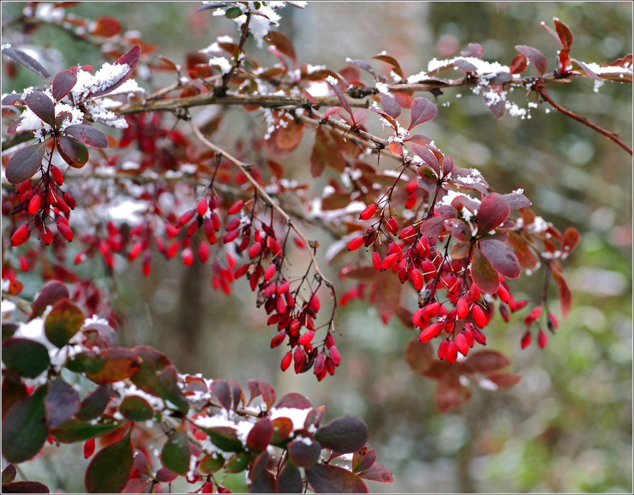 Image of Berberis vulgaris f. atropurpurea specimen.