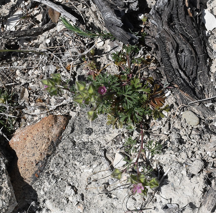 Image of Malva aegyptia specimen.