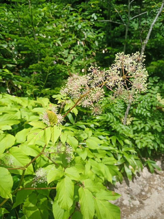 Изображение особи Aralia cordata var. sachalinensis.