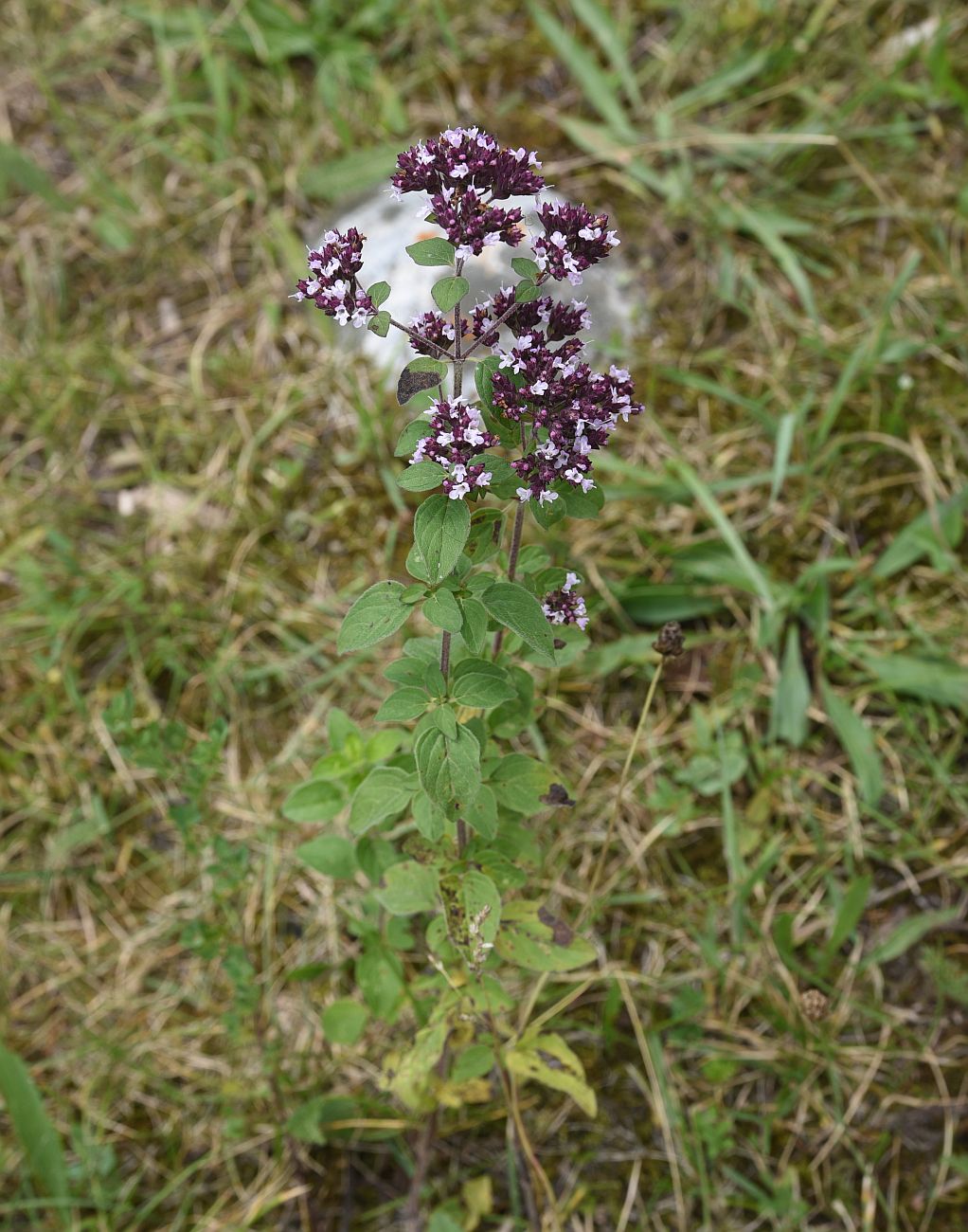 Изображение особи Origanum vulgare.