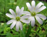 Stellaria holostea