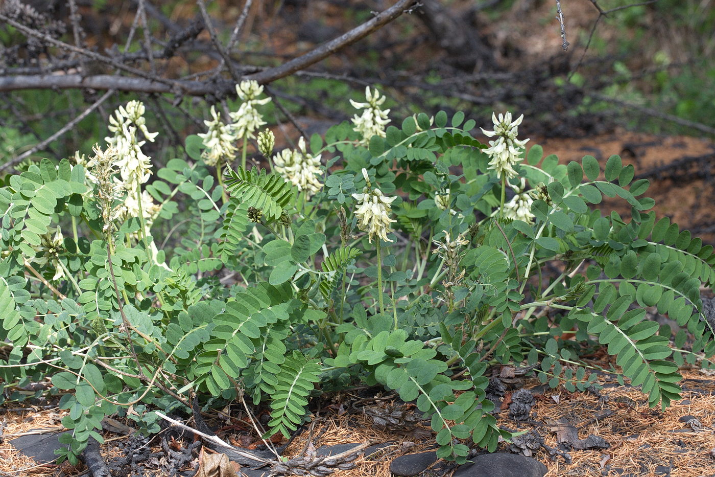 Изображение особи Astragalus schelichowii.