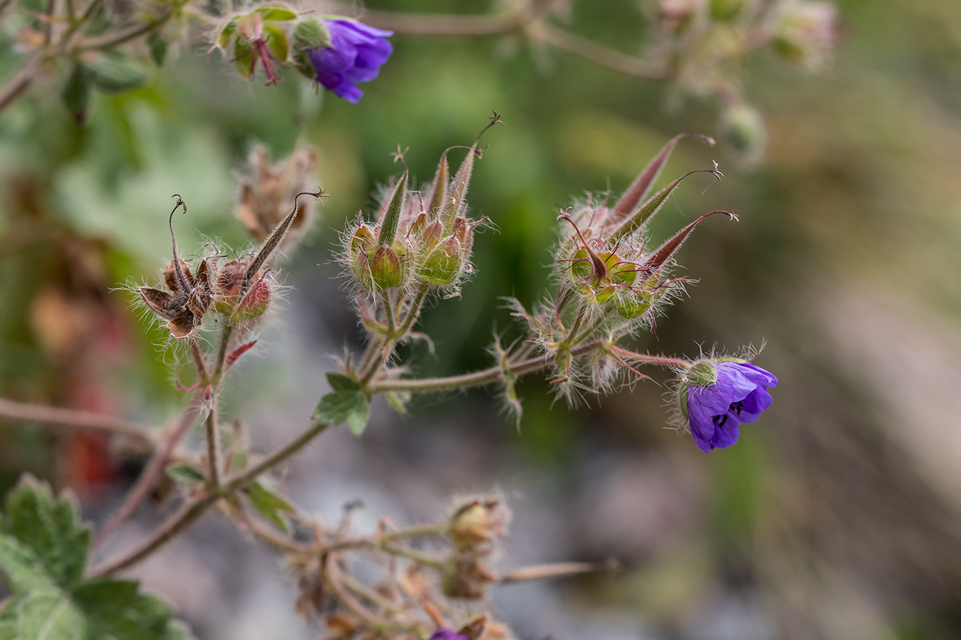 Image of Geranium platypetalum specimen.