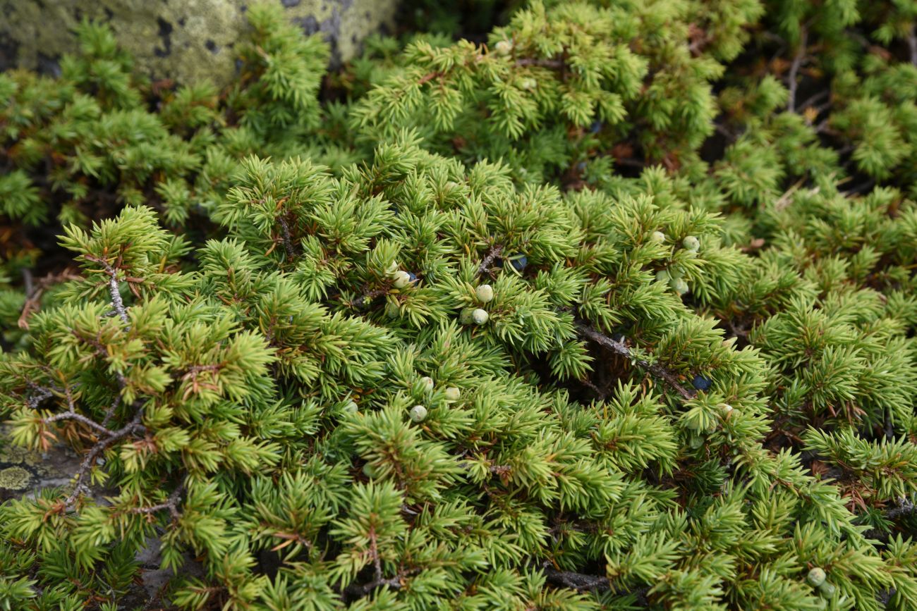 Изображение особи Juniperus sibirica.