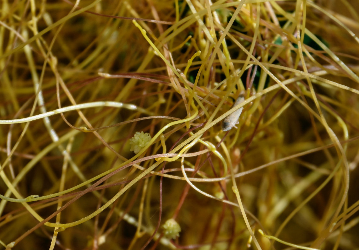 Image of genus Cuscuta specimen.