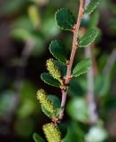 Betula nana