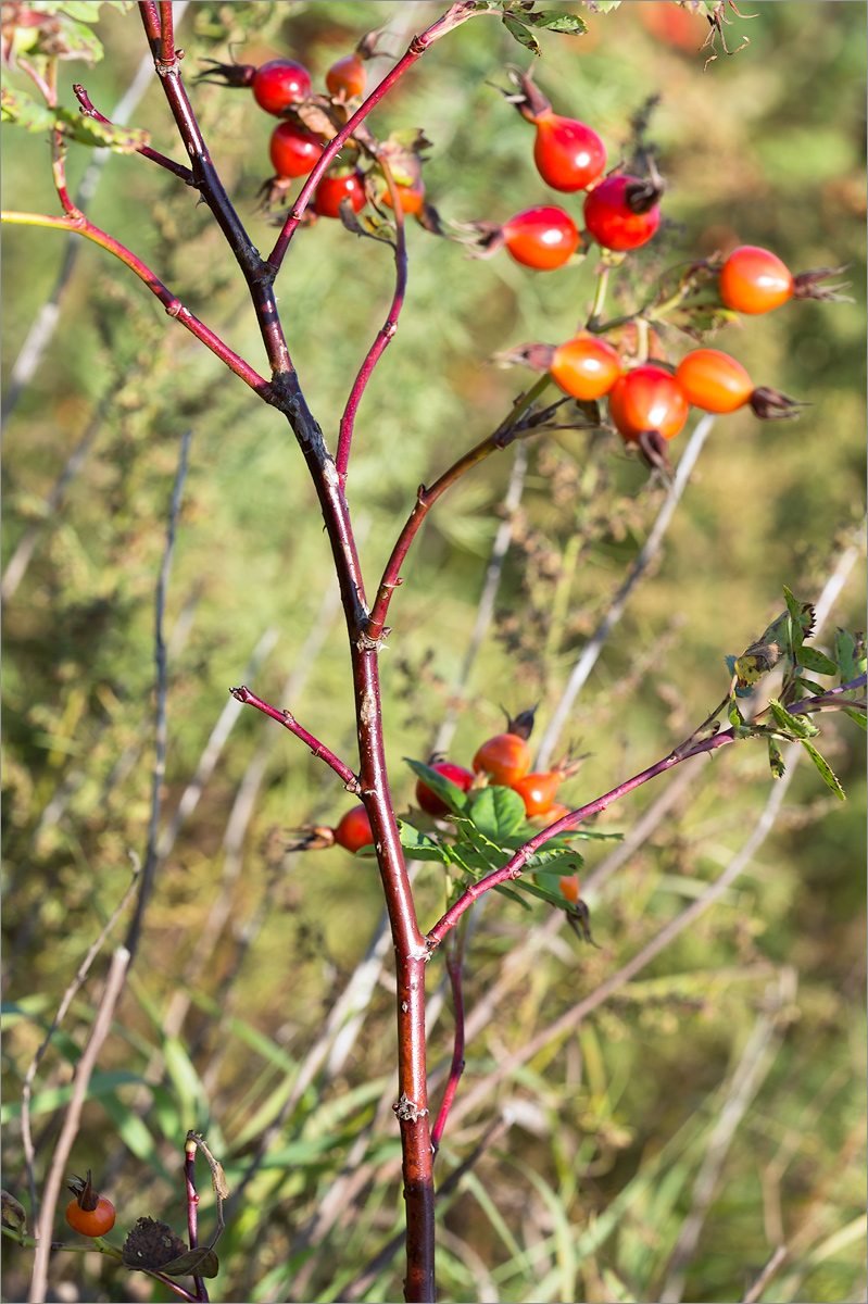 Image of genus Rosa specimen.