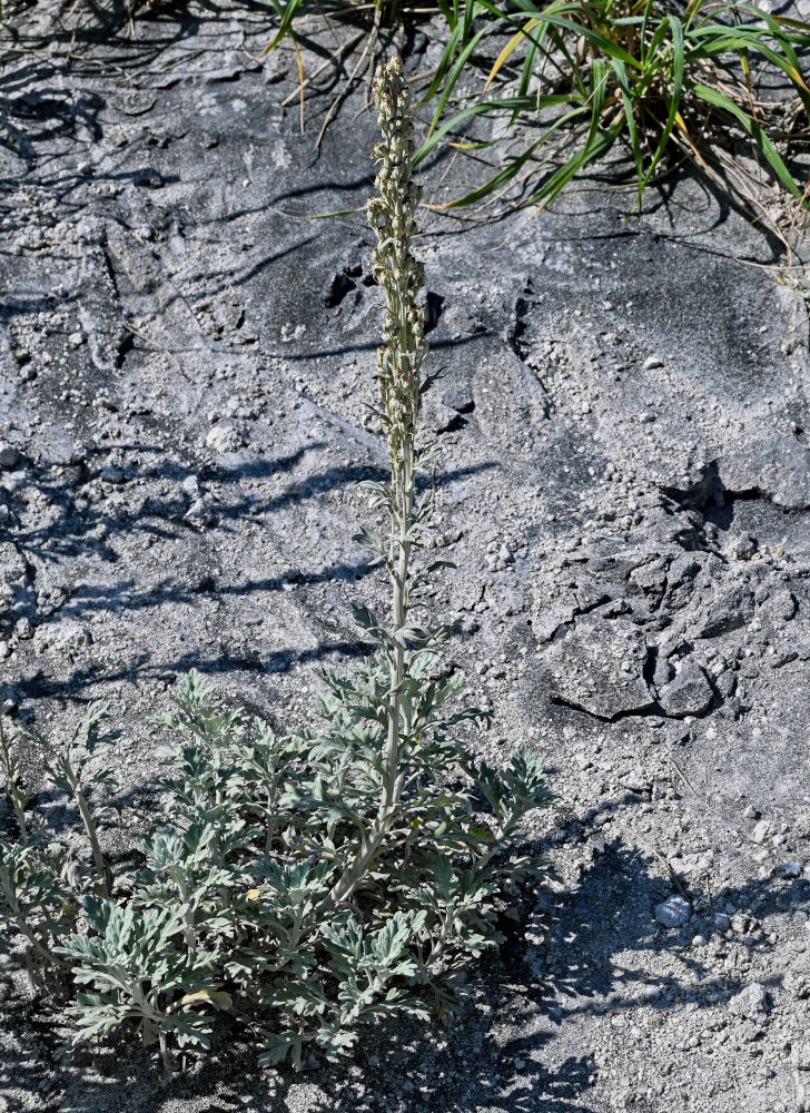 Изображение особи Artemisia stelleriana.