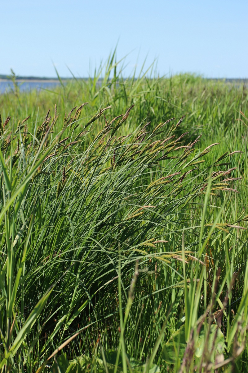 Изображение особи Carex omskiana.