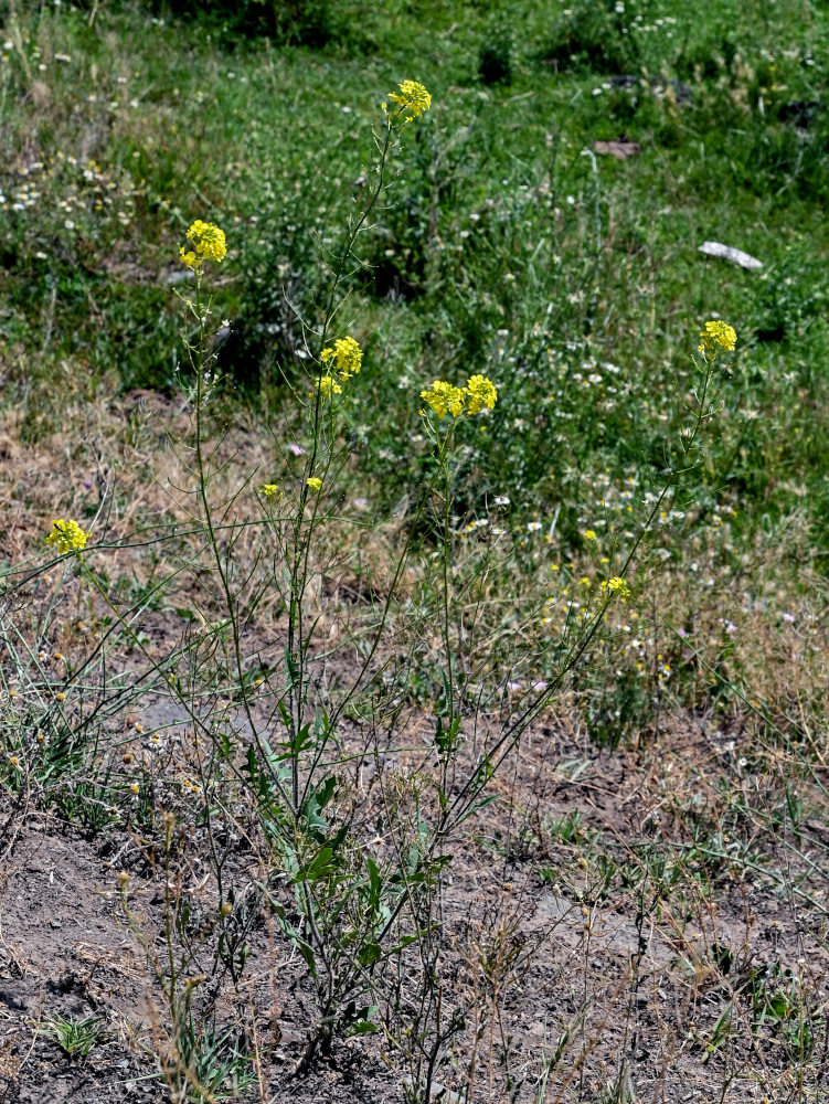 Изображение особи Sisymbrium loeselii.