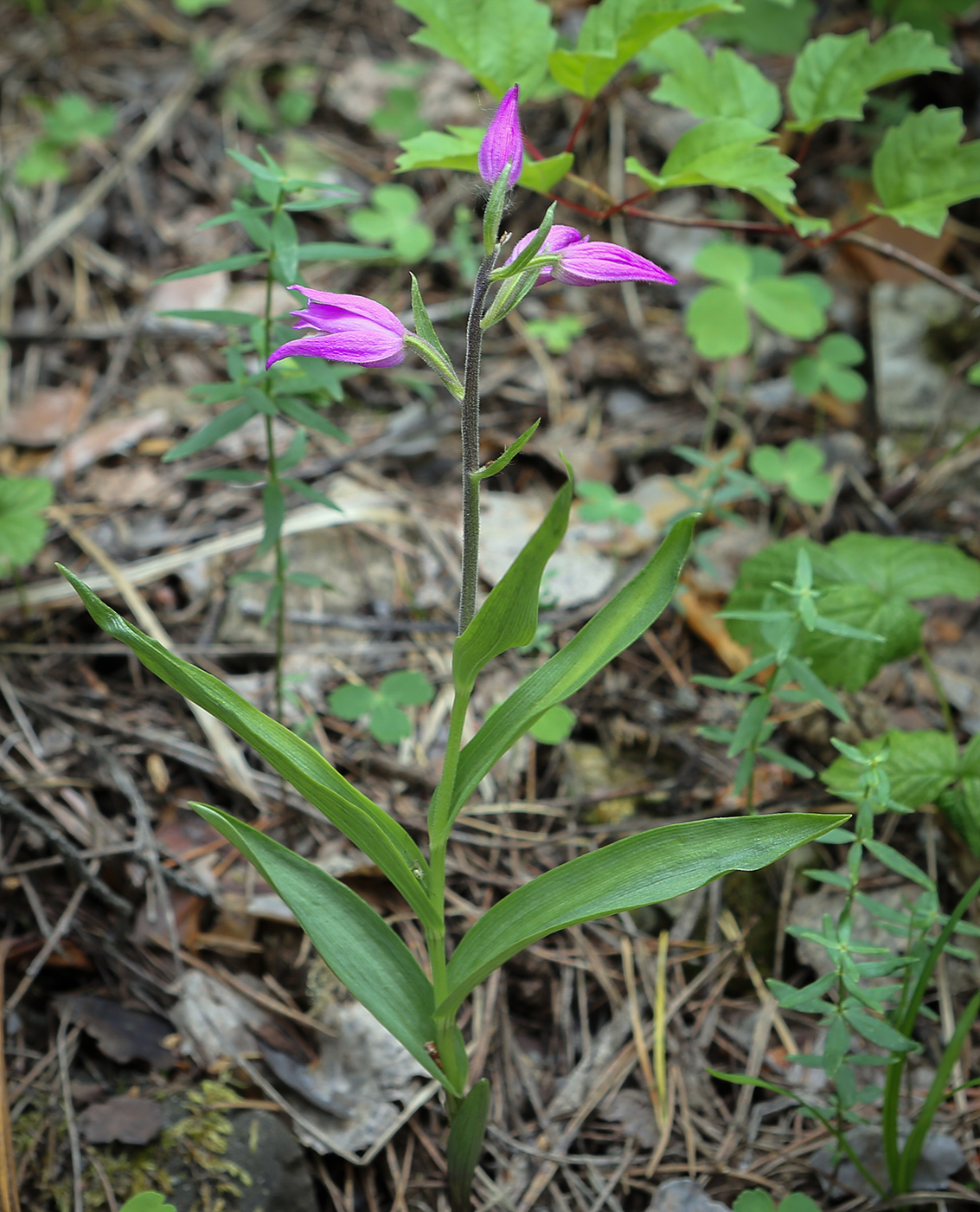 Изображение особи Cephalanthera rubra.