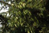 genus Picea