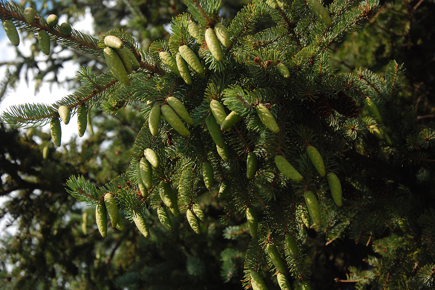 Image of genus Picea specimen.