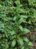 Digitalis ferruginea