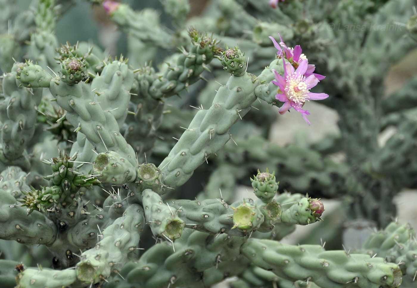 Изображение особи Cylindropuntia imbricata.