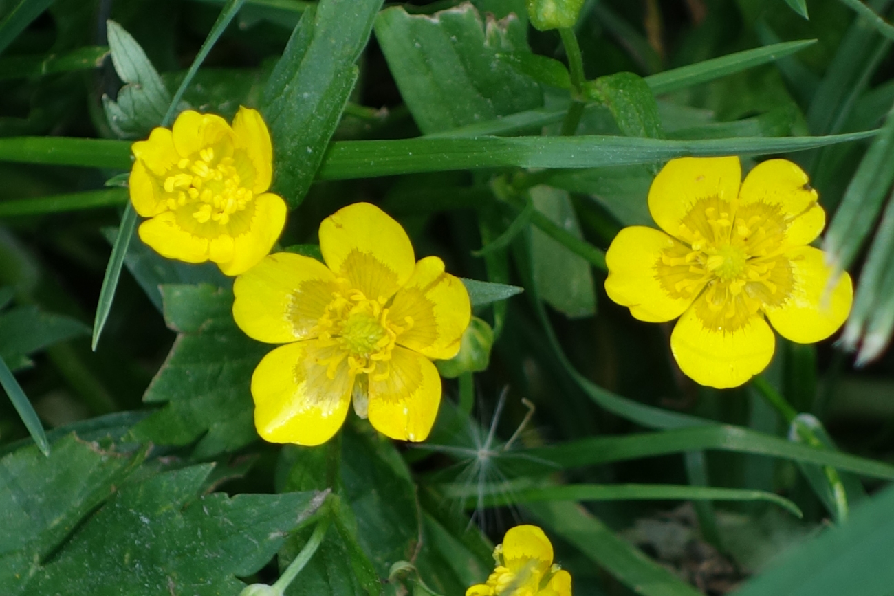 Image of Ranunculus repens specimen.